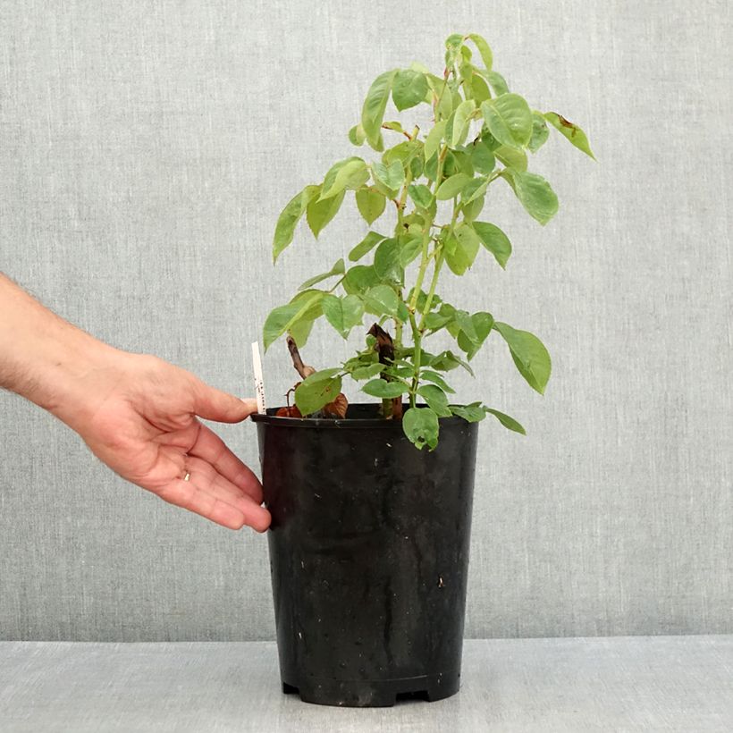 Ejemplar de Rosal Perugino Maceta 4L/5L entregado en verano