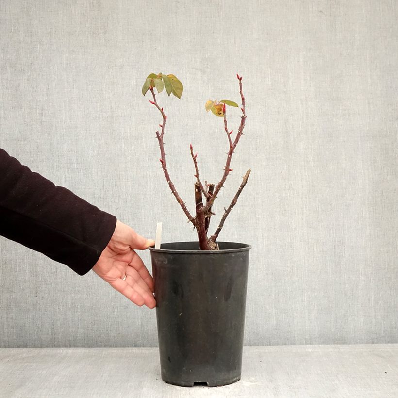 Rosal Perugino Maceta 4L/5L Ejemplar entregado en invierno