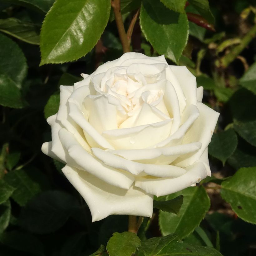 Rosal Pierre Arditi (Floración)