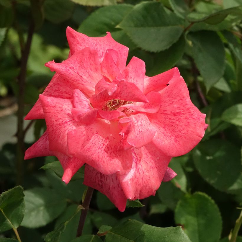 Rosa Pierre Cardin (Floración)