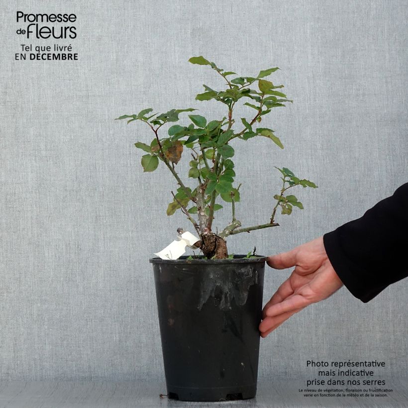 Ejemplar de Rosal Pierre de Luxembourg Maceta 4L/5L entregado en otoño