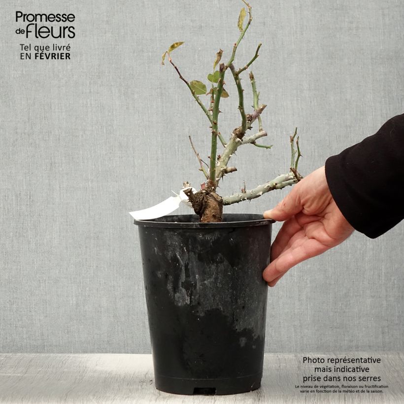 Rosal Pierre de Luxembourg Maceta 4L/5L Ejemplar entregado en invierno