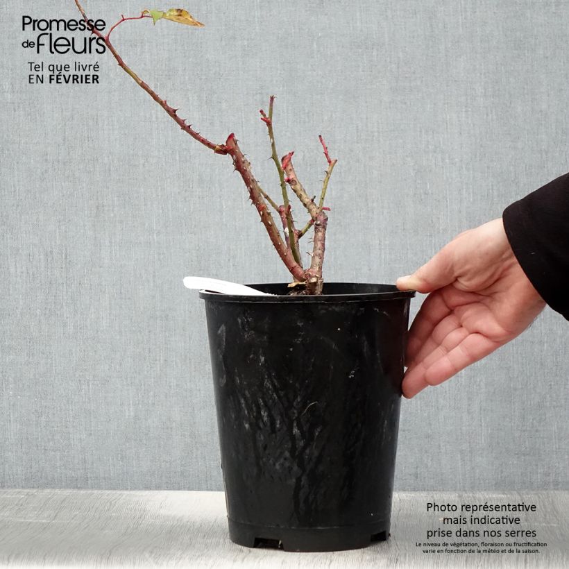 Rosal Pink Paradise Maceta 3L/4L Ejemplar entregado en invierno