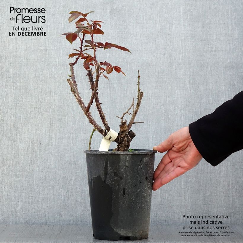 Ejemplar de Rosal Poseidon Maceta 4L/5L entregado en otoño