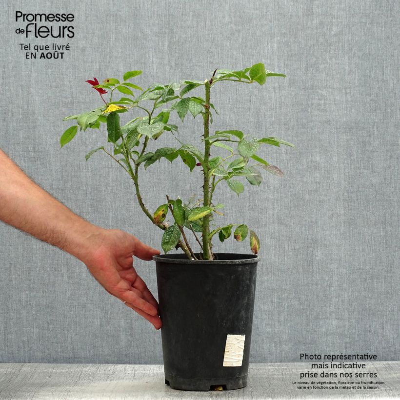 Ejemplar de Rosal Poseidon Maceta 4L/5L entregado en verano