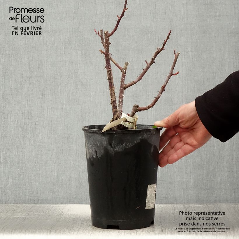 Rosal Poseidon Maceta 4L/5L Ejemplar entregado en invierno
