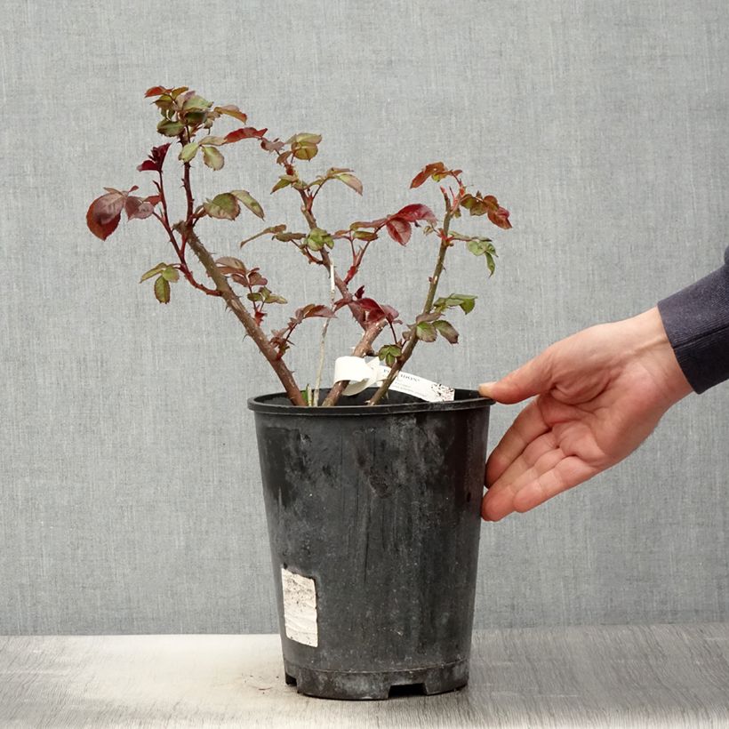 Rosal Poseidon Maceta 4L/5L Ejemplar entregado en la primavera