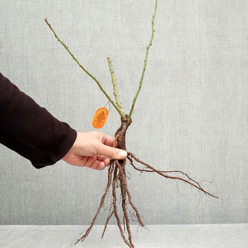 Rosal Princesse Charlène de Monaco Raíces desnudas Ejemplar entregado en invierno