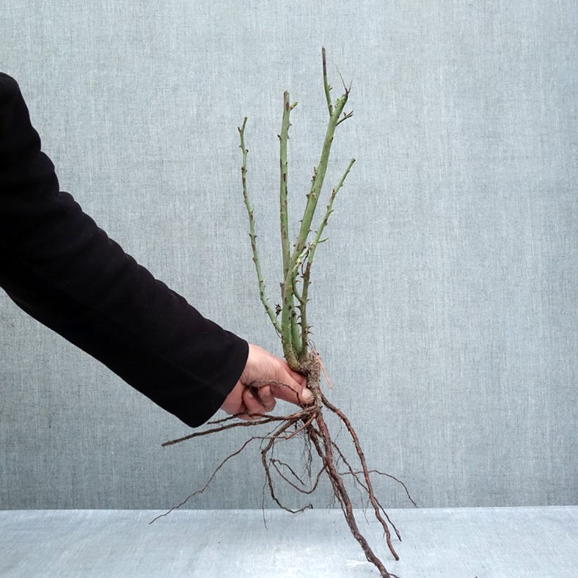 Rosal Princesse de Monaco Raíces desnudas Ejemplar entregado en invierno