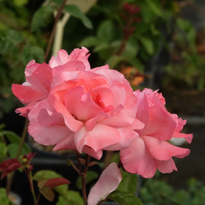 Rosal Queen Elisabeth (Floración)