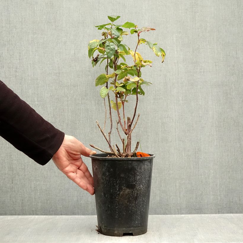 Ejemplar de Rosal Raffaello Maceta 4L/5L entregado en otoño