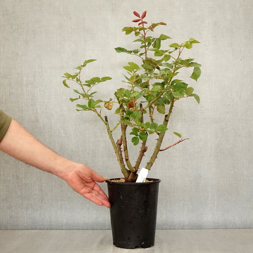 Rosal Rallye des Gazelles Maceta 4L/5L Ejemplar entregado en la primavera