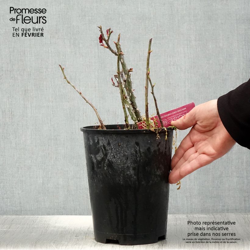 Rosal Reine des Parfums Maceta 4L/5L Ejemplar entregado en invierno