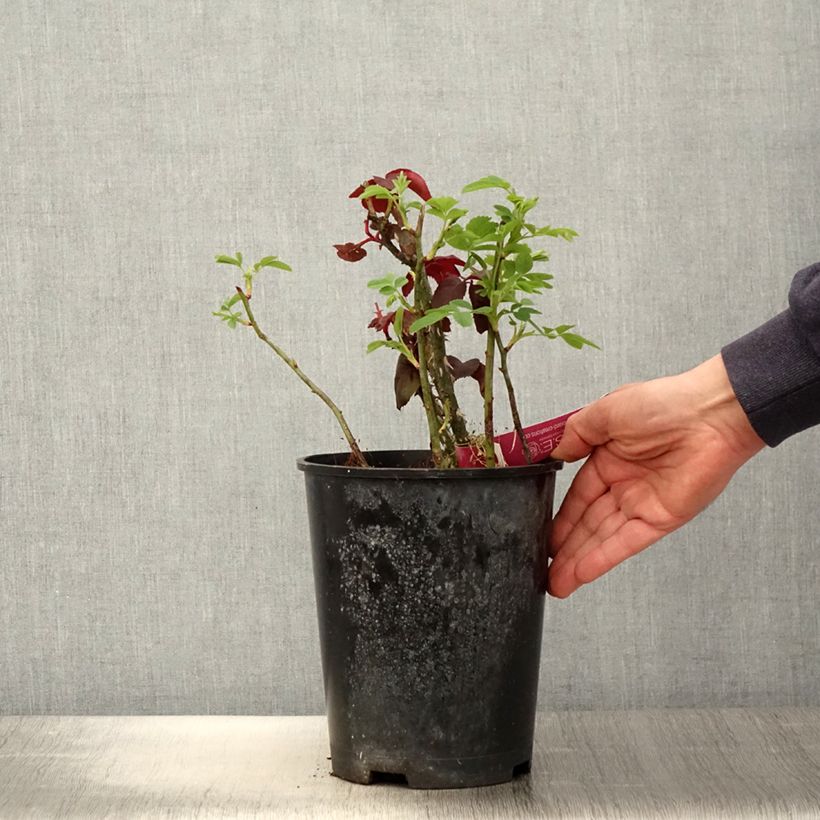 Rosal Reine des Parfums Maceta 4L/5L Ejemplar entregado en la primavera