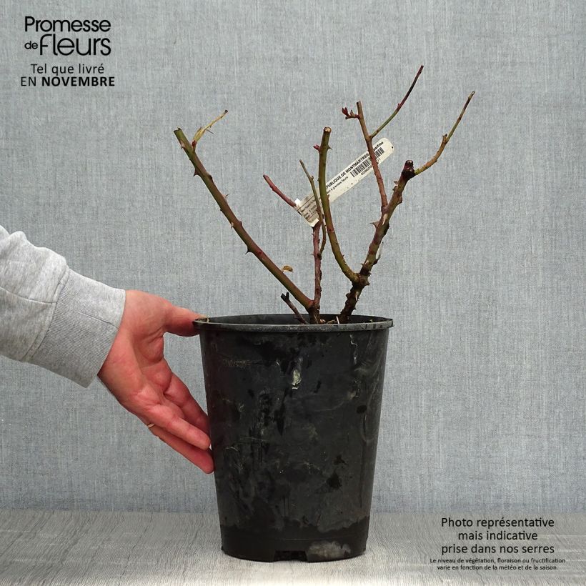 Ejemplar de Rosal République de Montmartre Maceta 4L/5L entregado en otoño