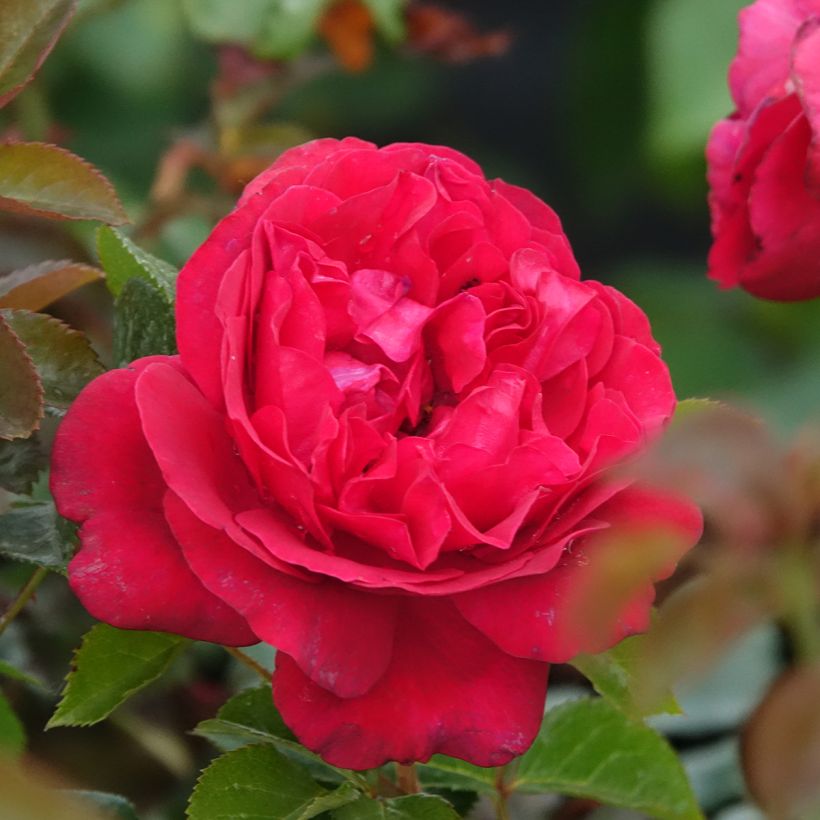 Rosal Rose Clos Vougeot (Floración)