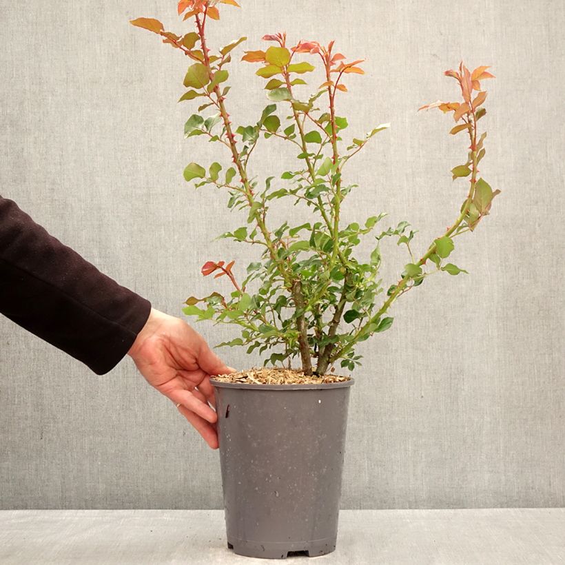 Rosal Rose de Bretagne Adareflixa Maceta 4L/5L Ejemplar entregado en la primavera