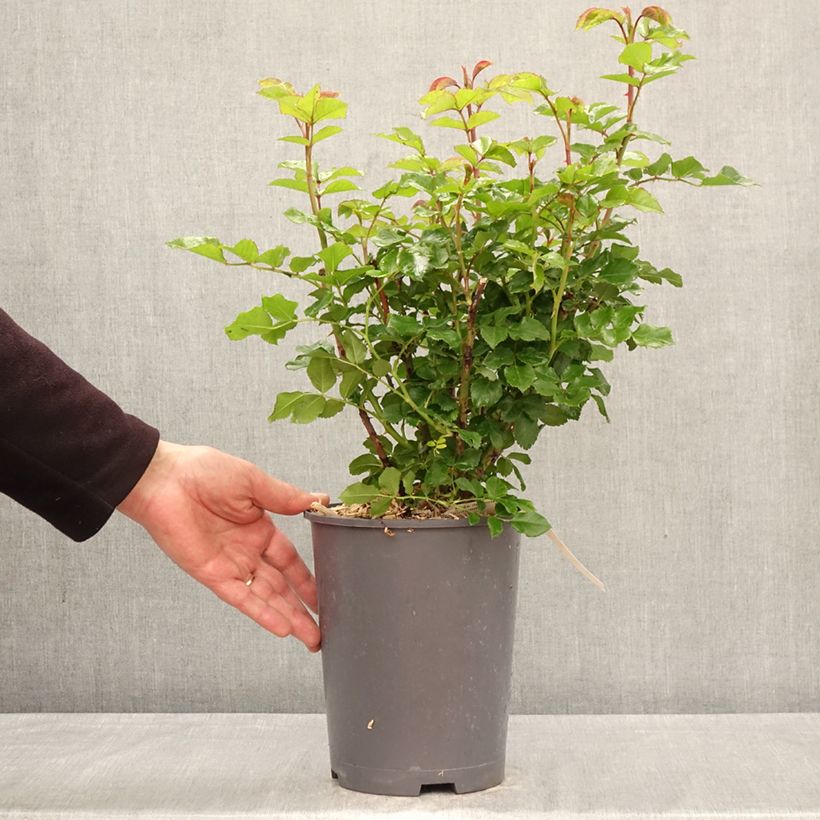 Rosal Rose der Hoffnung Maceta 4L/5L Ejemplar entregado en la primavera