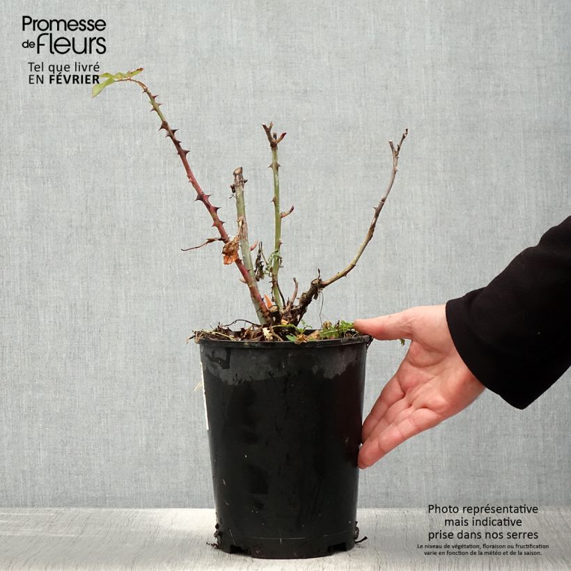 Rosal Ruban Rouge Maceta 4L/5L Ejemplar entregado en invierno