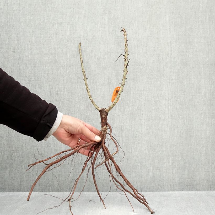 Rosal Ruban Rouge Raíces desnudas Ejemplar entregado en invierno