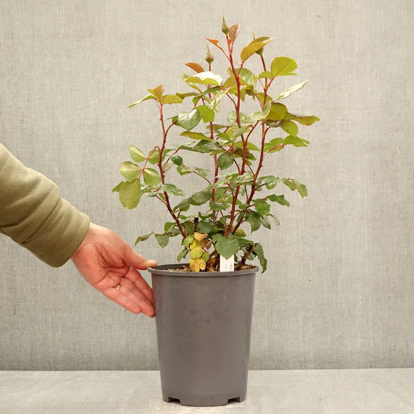 Rosal Schwarze Madonna Maceta 4L/5L Ejemplar entregado en la primavera