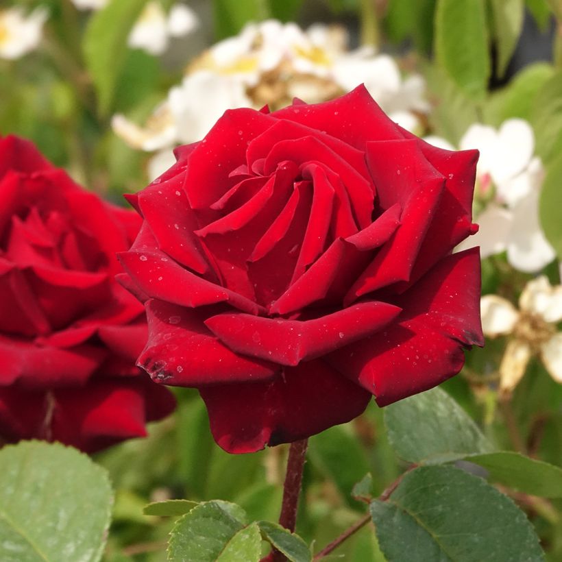 Rosal Schwarze Madonna (Floración)