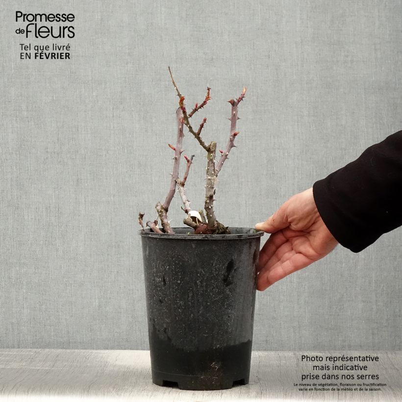 Rosal Simone Veil Maceta 4L/5L Ejemplar entregado en invierno