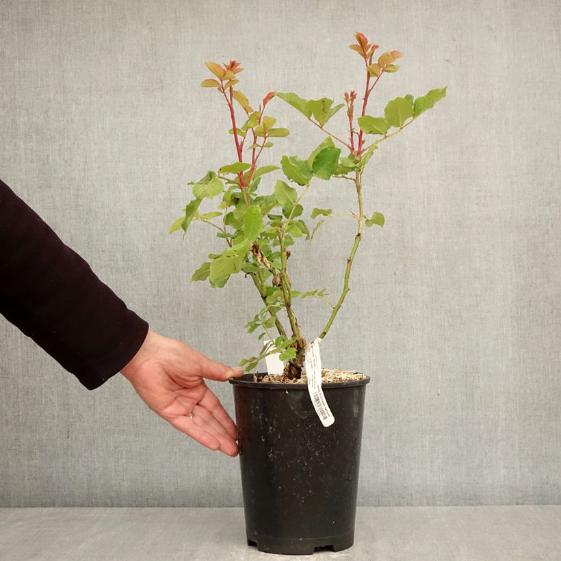 Rosal Sophie Rochas Maceta 3L/4L Ejemplar entregado en la primavera