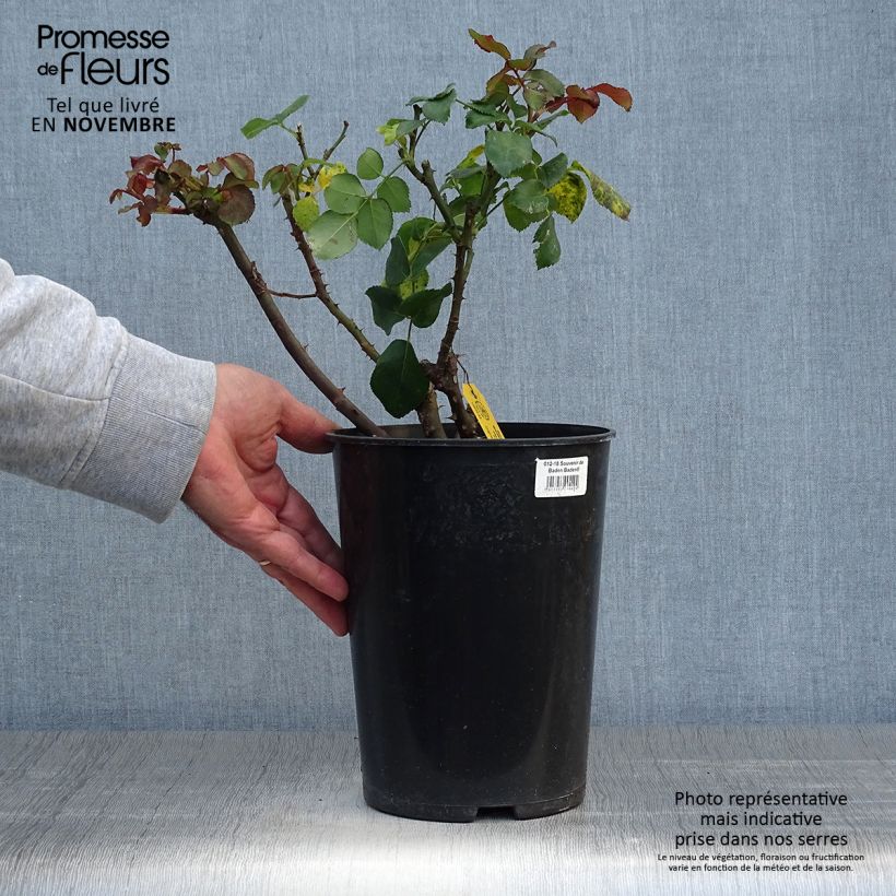 Ejemplar de Rosal Souvenir de Baden-Baden Maceta 4L/5L entregado en otoño