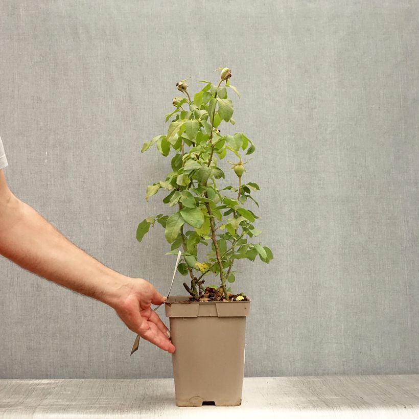 Ejemplar de Rosal Souvenir de Baden-Baden Maceta 4L/5L entregado en verano