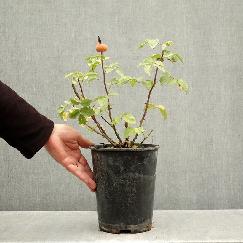 Ejemplar de Rosal Summertime Maceta 4L/5L entregado en otoño