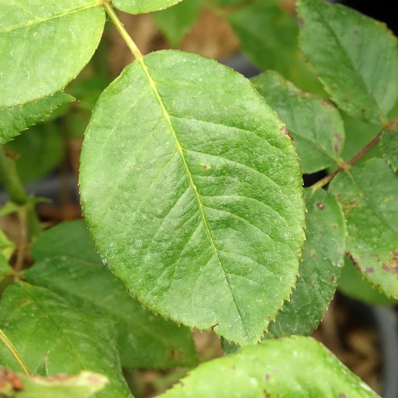 Rosal Sweet Eureka (Follaje)