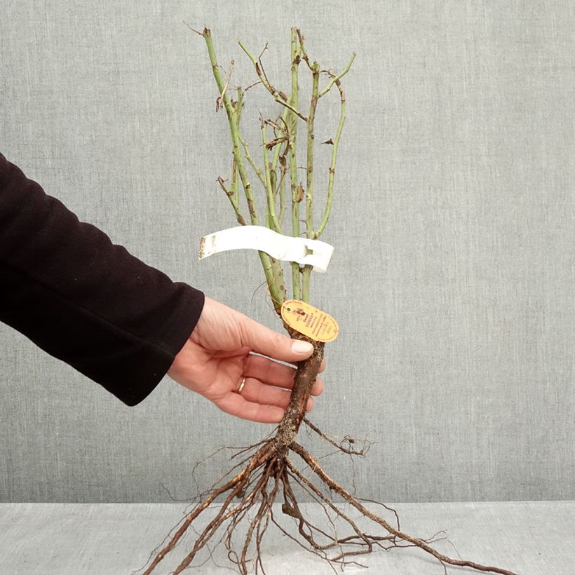 Rosal Sweet Eureka Raíces desnudas Ejemplar entregado en invierno