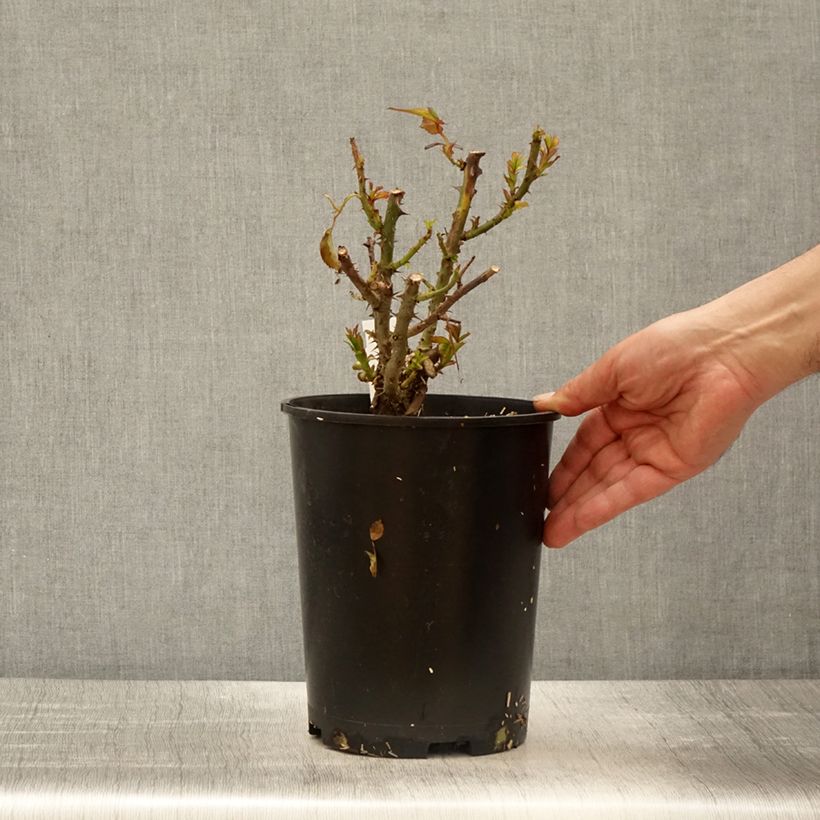 Rosal Terra Botanica Maceta 4L/5L Ejemplar entregado en la primavera