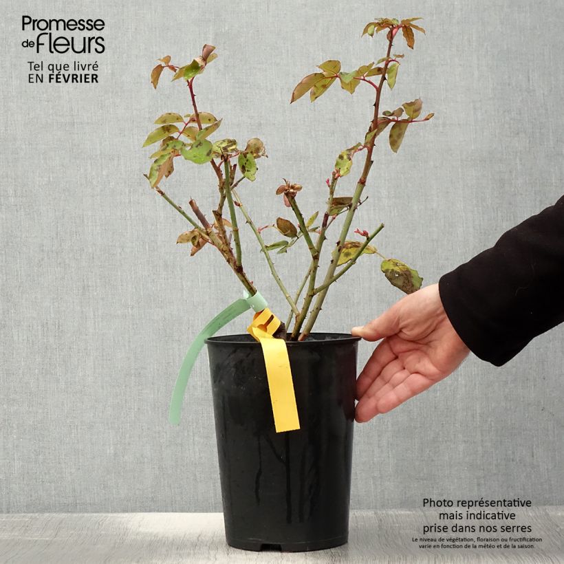 Rosal The McCartney Rose Maceta 4L/5L Ejemplar entregado en invierno