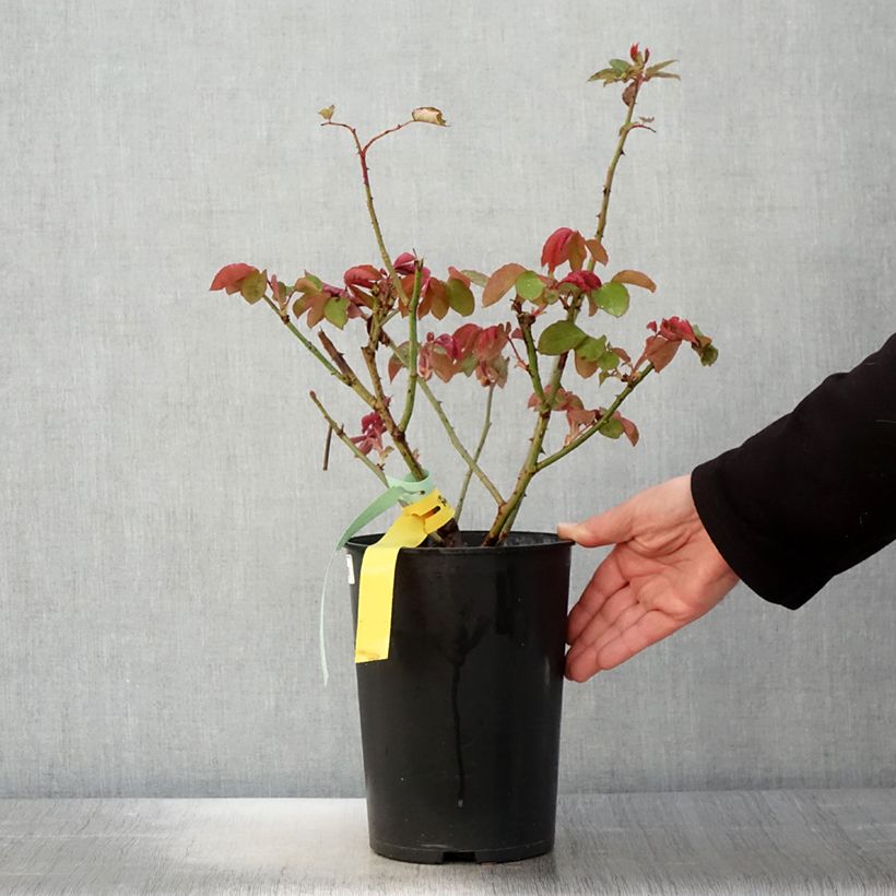 Rosal The McCartney Rose Maceta 4L/5L Ejemplar entregado en la primavera