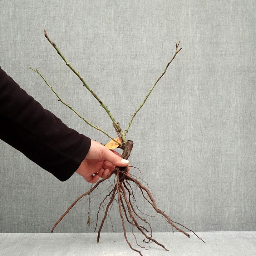 Rosal The McCartney Rose Raíces desnudas Ejemplar entregado en invierno