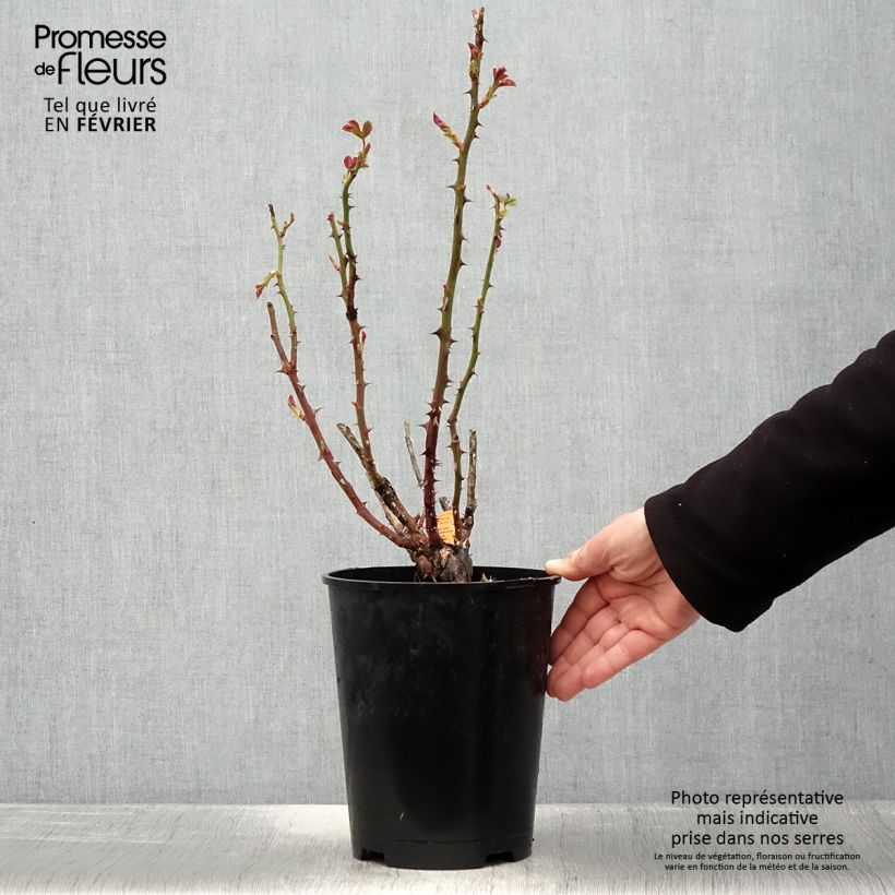 Rosal Traviata Meilavio Maceta 4L/5L Ejemplar entregado en invierno