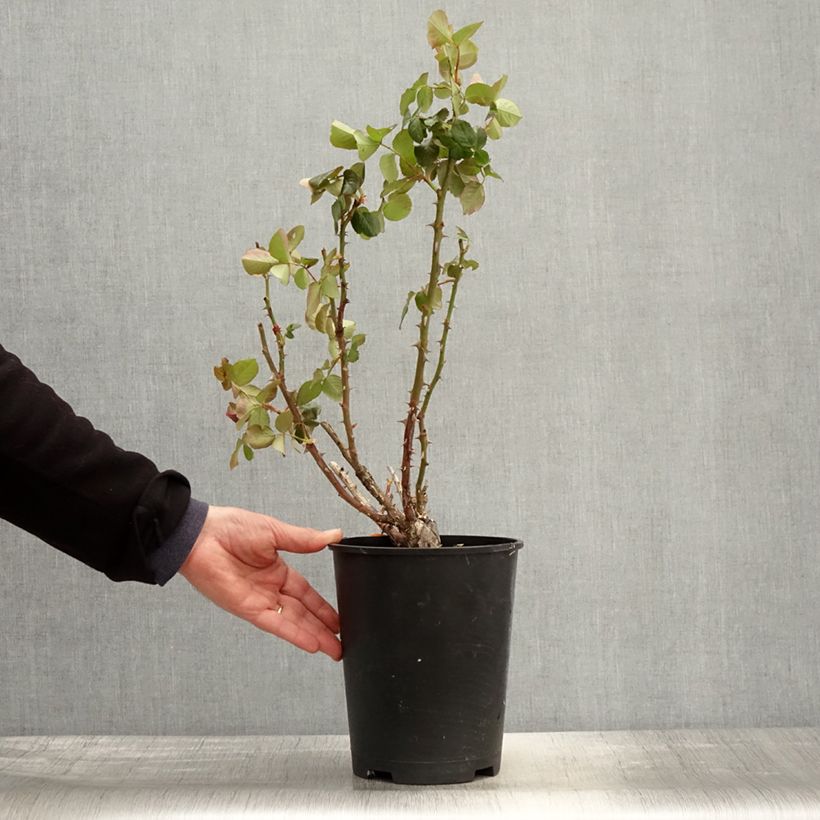 Rosal Traviata Meilavio Maceta 4L/5L Ejemplar entregado en la primavera