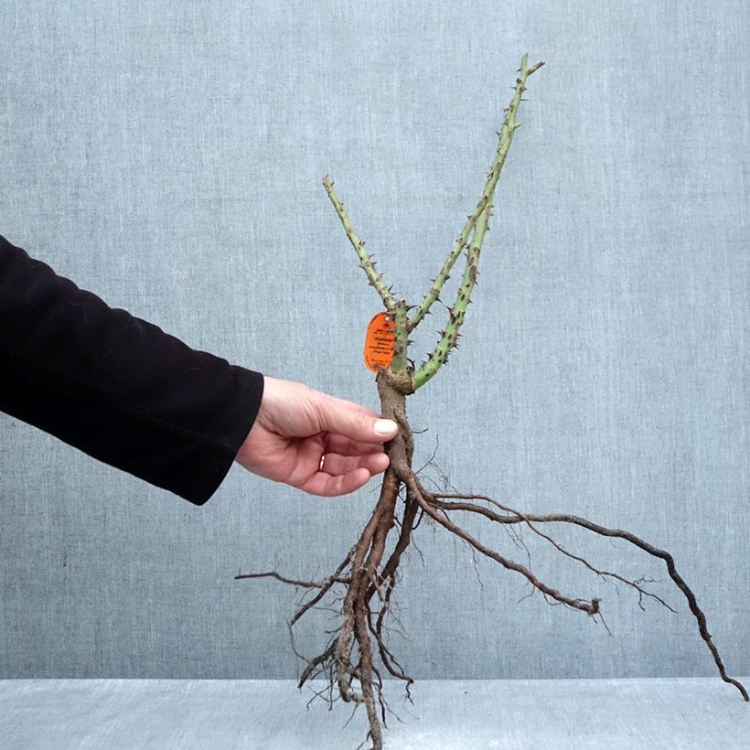 Rosal Traviata Meilavio Raíces desnudas Ejemplar entregado en invierno