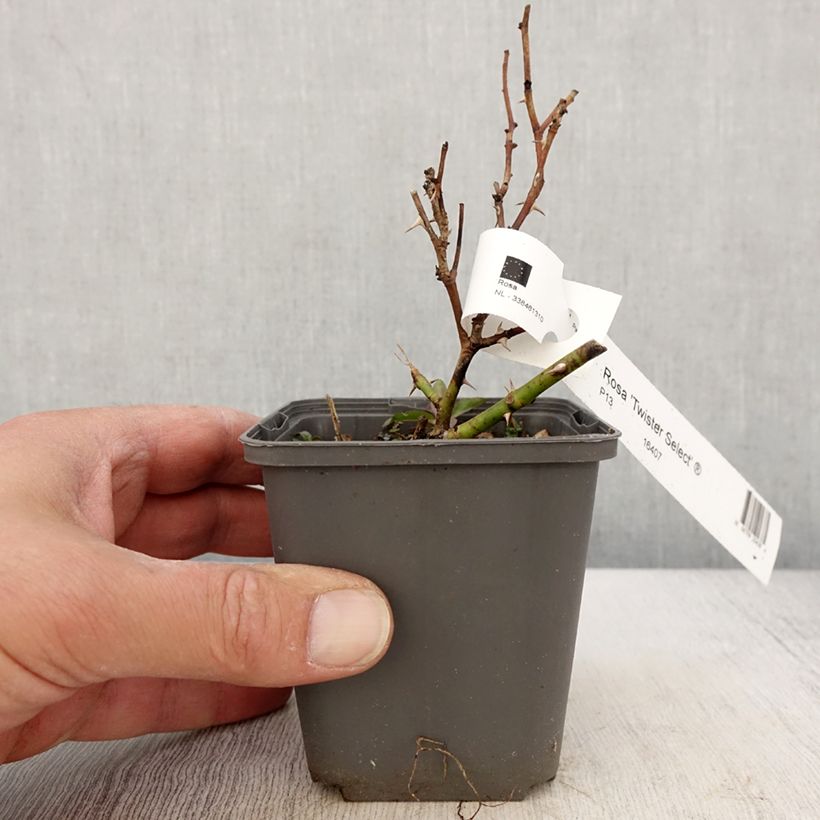 Rosal Twister Select Maceta de 8/9 cm Ejemplar entregado en la primavera