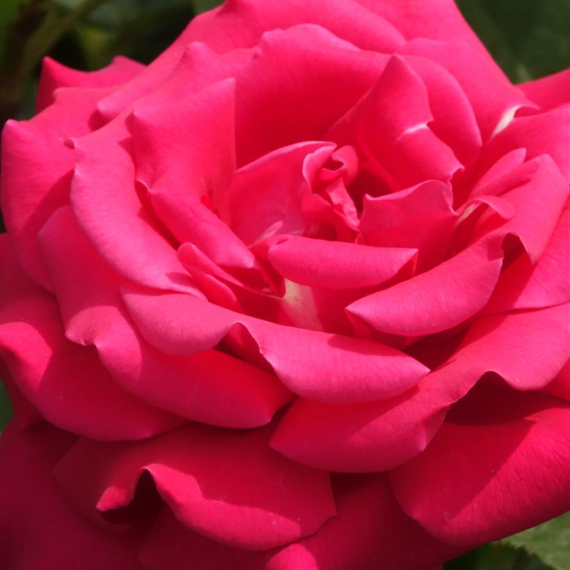 Rosal Velasquez (Floración)