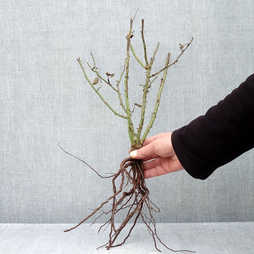 Rosal Velasquez Raíces desnudas Ejemplar entregado en invierno