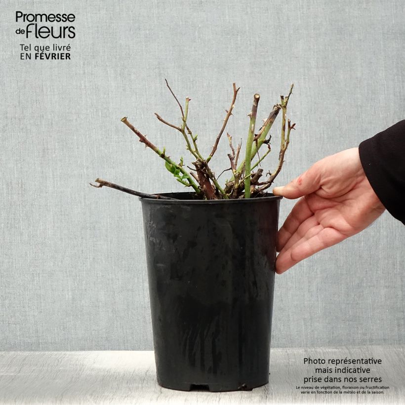 Rosal Ville de Chine Maceta 4L/5L Ejemplar entregado en invierno