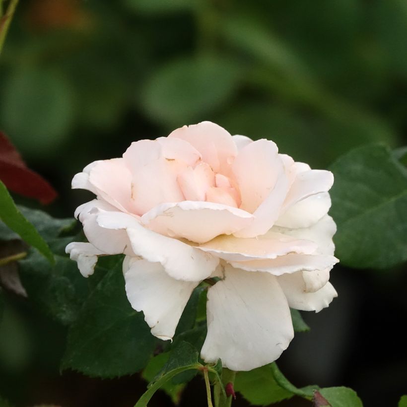 Rosal Ville de Fontenay-aux-Roses (Floración)