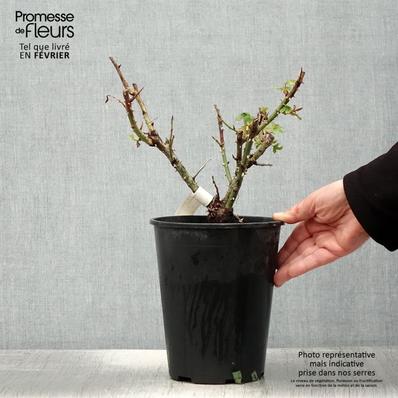 Rosal Ville de Fontenay-aux-Roses Maceta 4L/5L Ejemplar entregado en invierno