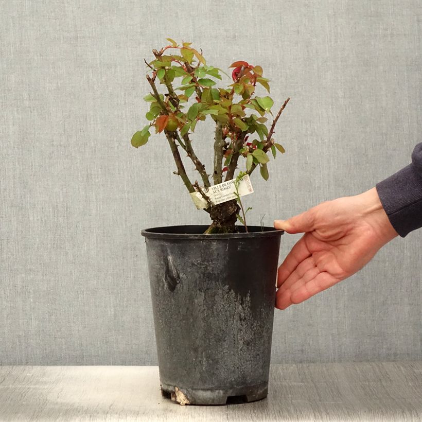 Rosal Ville de Fontenay-aux-Roses Maceta 4L/5L Ejemplar entregado en la primavera