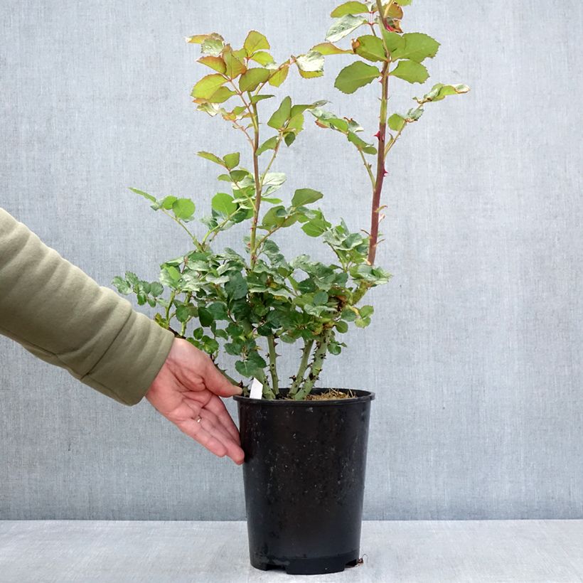 Rosal Vulcano Maceta 4L/5L Ejemplar entregado en la primavera