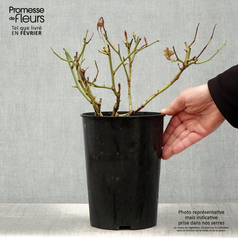 Rosal White Symphony Maceta 4L/5L Ejemplar entregado en invierno