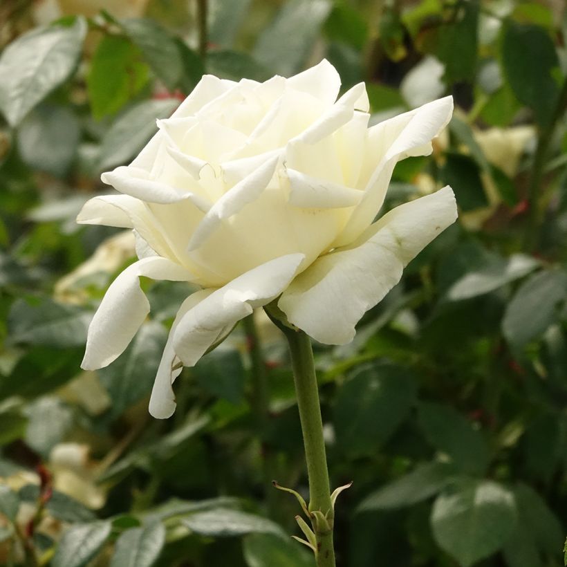 Rosal White Symphony (Floración)